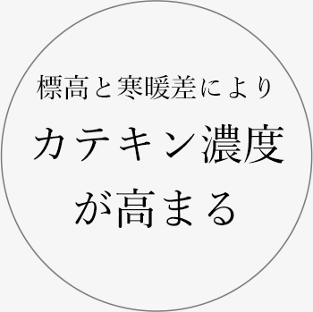 標高と寒暖差により、カテキン濃度、が高まる